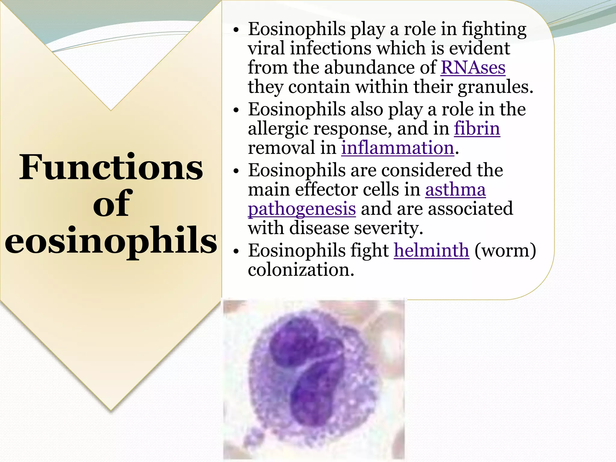 Functions
of
eosinophils
• Eosinophils play a role in fighting
viral infections which is evident
from the abundance of RNAses
they contain within their granules.
• Eosinophils also play a role in the
allergic response, and in fibrin
removal in inflammation.
• Eosinophils are considered the
main effector cells in asthma
pathogenesis and are associated
with disease severity.
• Eosinophils fight helminth (worm)
colonization.
 