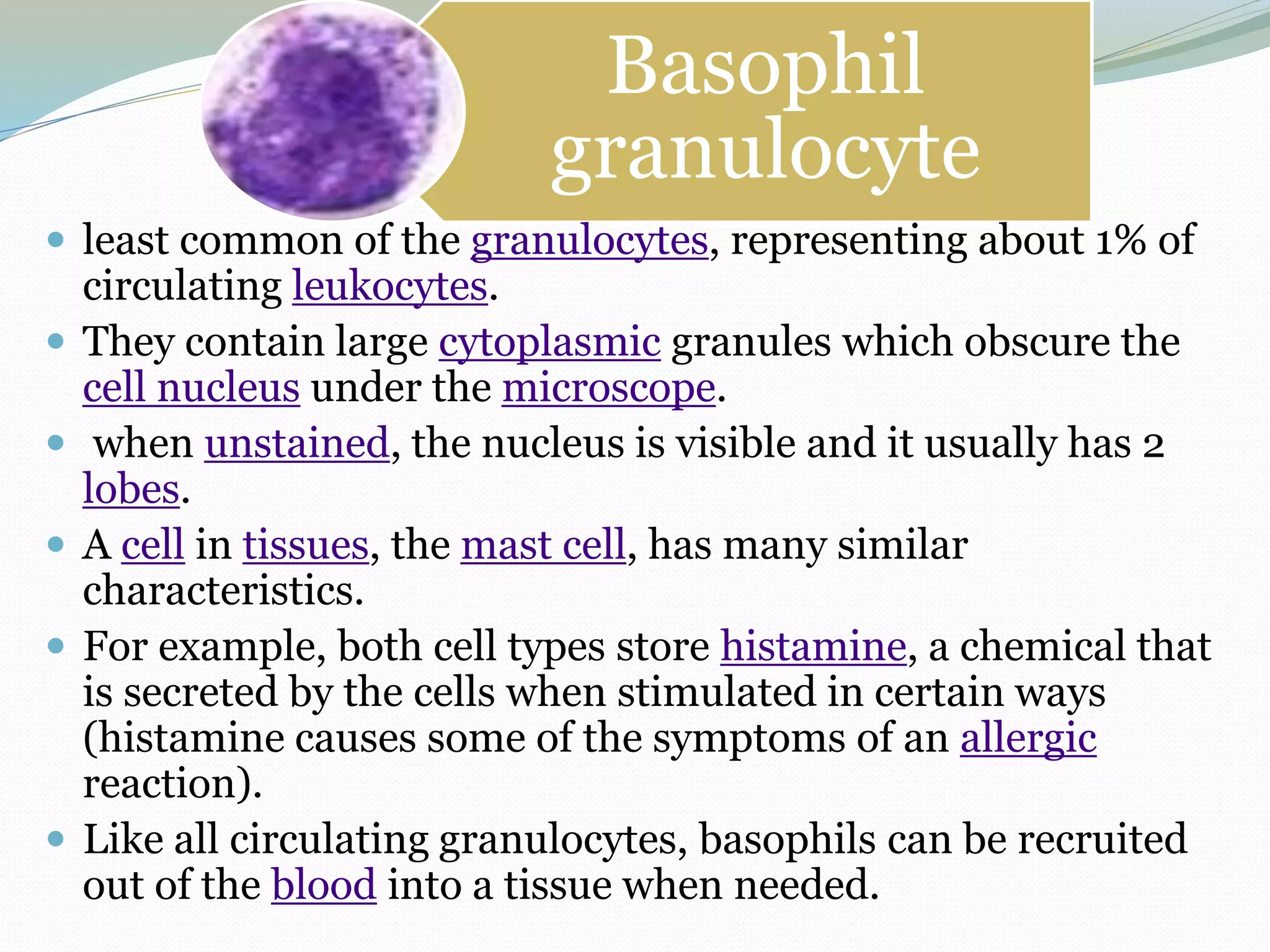 Basophil
granulocyte
 least common of the granulocytes, representing about 1% of
circulating leukocytes.
 They contain large cytoplasmic granules which obscure the
cell nucleus under the microscope.
 when unstained, the nucleus is visible and it usually has 2
lobes.
 A cell in tissues, the mast cell, has many similar
characteristics.
 For example, both cell types store histamine, a chemical that
is secreted by the cells when stimulated in certain ways
(histamine causes some of the symptoms of an allergic
reaction).
 Like all circulating granulocytes, basophils can be recruited
out of the blood into a tissue when needed.
 