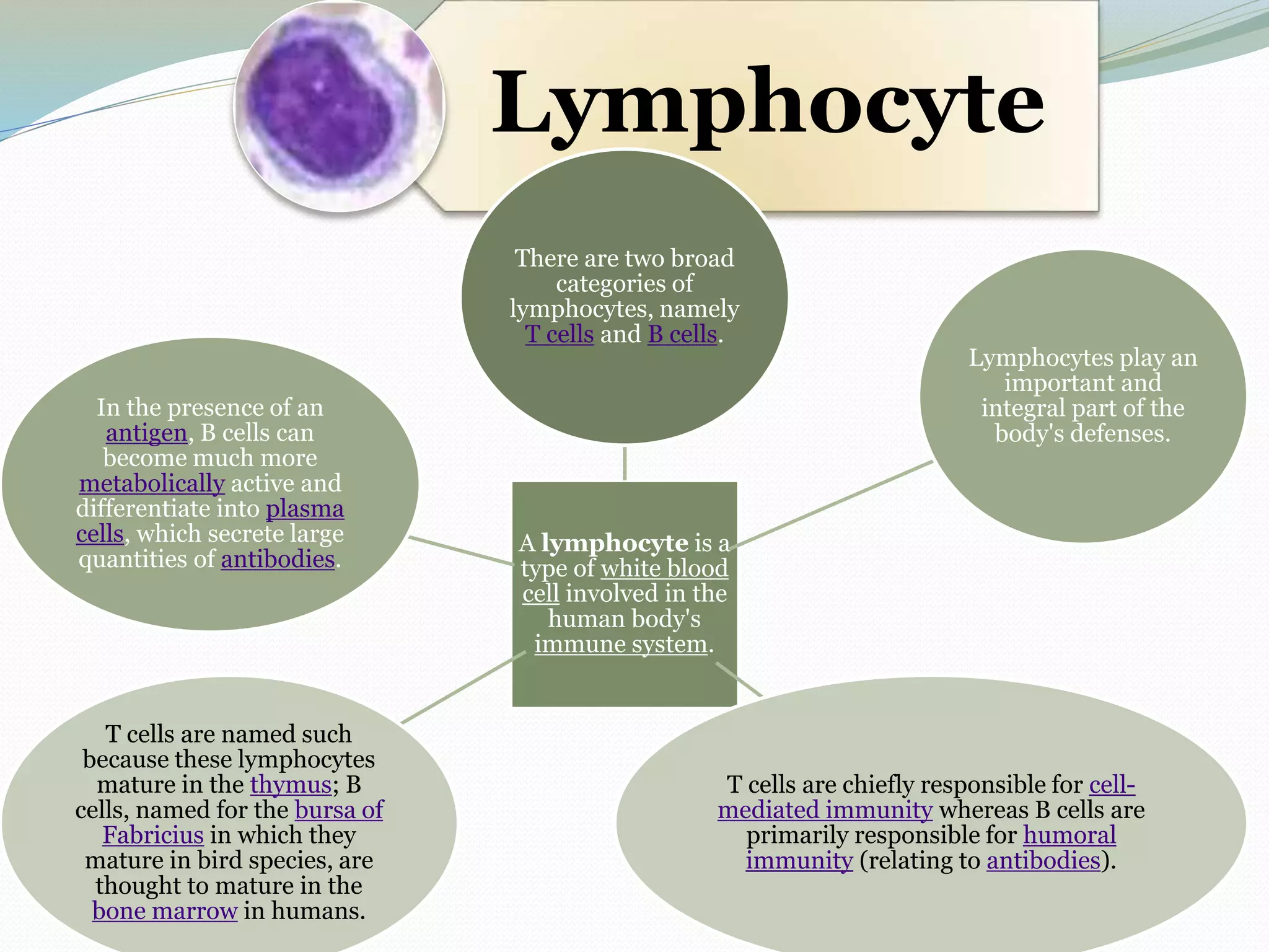 Lymphocyte
A lymphocyte is a
type of white blood
cell involved in the
human body's
immune system.
There are two broad
categories of
lymphocytes, namely
T cells and B cells.
Lymphocytes play an
important and
integral part of the
body's defenses.
T cells are chiefly responsible for cell-
mediated immunity whereas B cells are
primarily responsible for humoral
immunity (relating to antibodies).
T cells are named such
because these lymphocytes
mature in the thymus; B
cells, named for the bursa of
Fabricius in which they
mature in bird species, are
thought to mature in the
bone marrow in humans.
In the presence of an
antigen, B cells can
become much more
metabolically active and
differentiate into plasma
cells, which secrete large
quantities of antibodies.
 