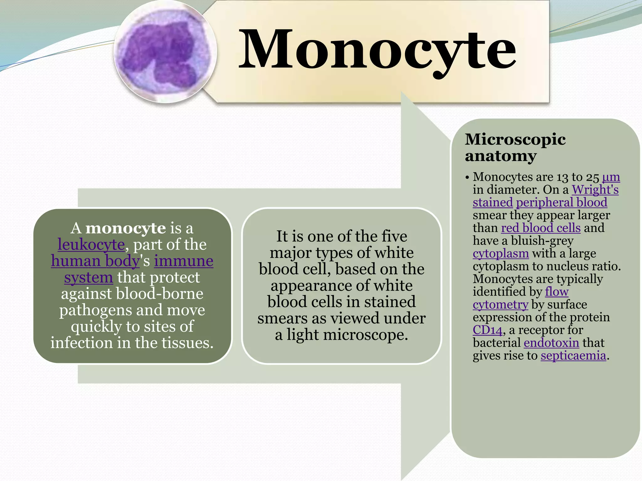 Monocyte
A monocyte is a
leukocyte, part of the
human body's immune
system that protect
against blood-borne
pathogens and move
quickly to sites of
infection in the tissues.
It is one of the five
major types of white
blood cell, based on the
appearance of white
blood cells in stained
smears as viewed under
a light microscope.
Microscopic
anatomy
• Monocytes are 13 to 25 μm
in diameter. On a Wright's
stained peripheral blood
smear they appear larger
than red blood cells and
have a bluish-grey
cytoplasm with a large
cytoplasm to nucleus ratio.
Monocytes are typically
identified by flow
cytometry by surface
expression of the protein
CD14, a receptor for
bacterial endotoxin that
gives rise to septicaemia.
 