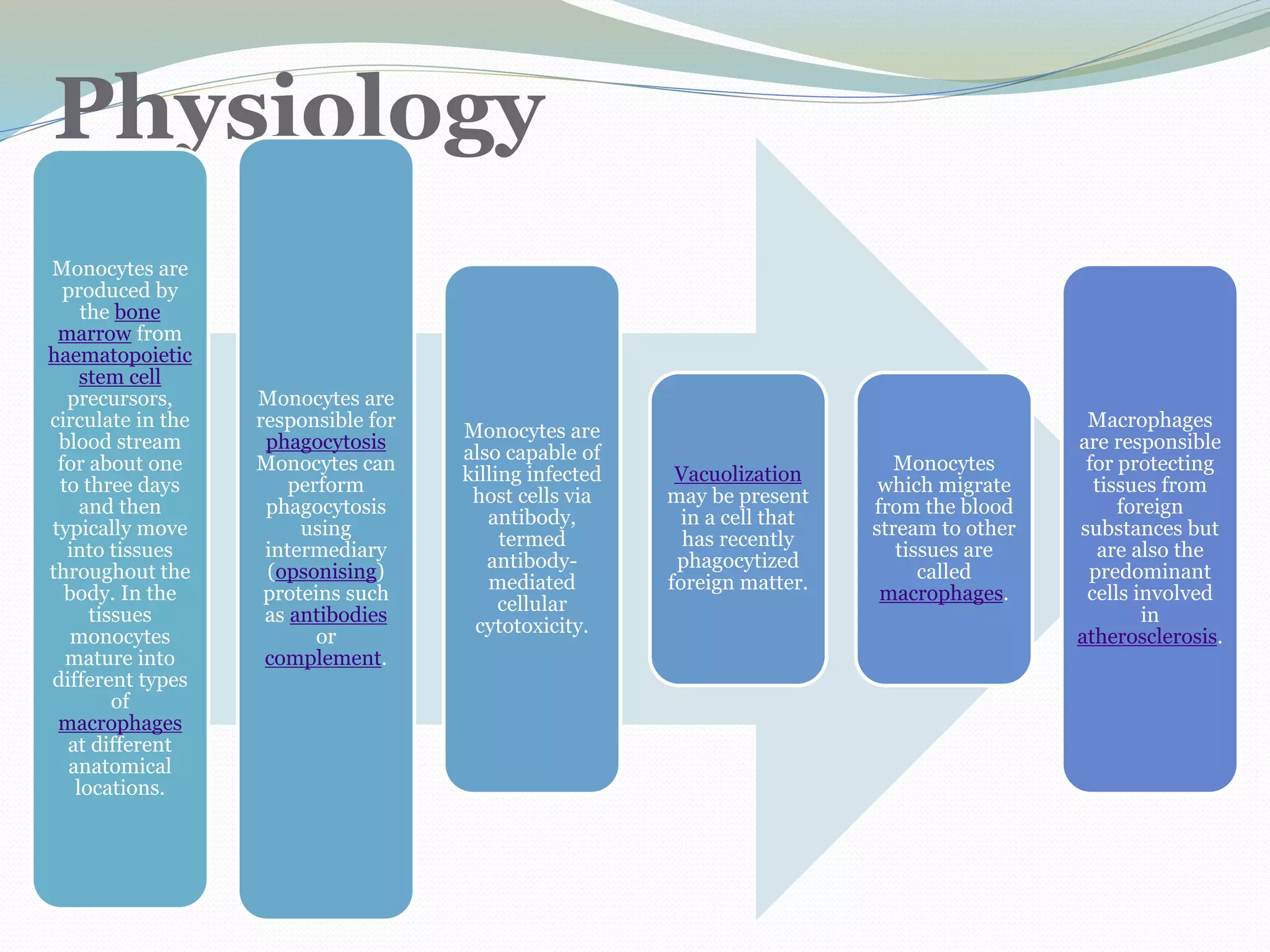 Physiology
Monocytes are
produced by
the bone
marrow from
haematopoietic
stem cell
precursors,
circulate in the
blood stream
for about one
to three days
and then
typically move
into tissues
throughout the
body. In the
tissues
monocytes
mature into
different types
of
macrophages
at different
anatomical
locations.
Monocytes are
responsible for
phagocytosis
Monocytes can
perform
phagocytosis
using
intermediary
(opsonising)
proteins such
as antibodies
or
complement.
Monocytes are
also capable of
killing infected
host cells via
antibody,
termed
antibody-
mediated
cellular
cytotoxicity.
Vacuolization
may be present
in a cell that
has recently
phagocytized
foreign matter.
Monocytes
which migrate
from the blood
stream to other
tissues are
called
macrophages.
Macrophages
are responsible
for protecting
tissues from
foreign
substances but
are also the
predominant
cells involved
in
atherosclerosis.
 