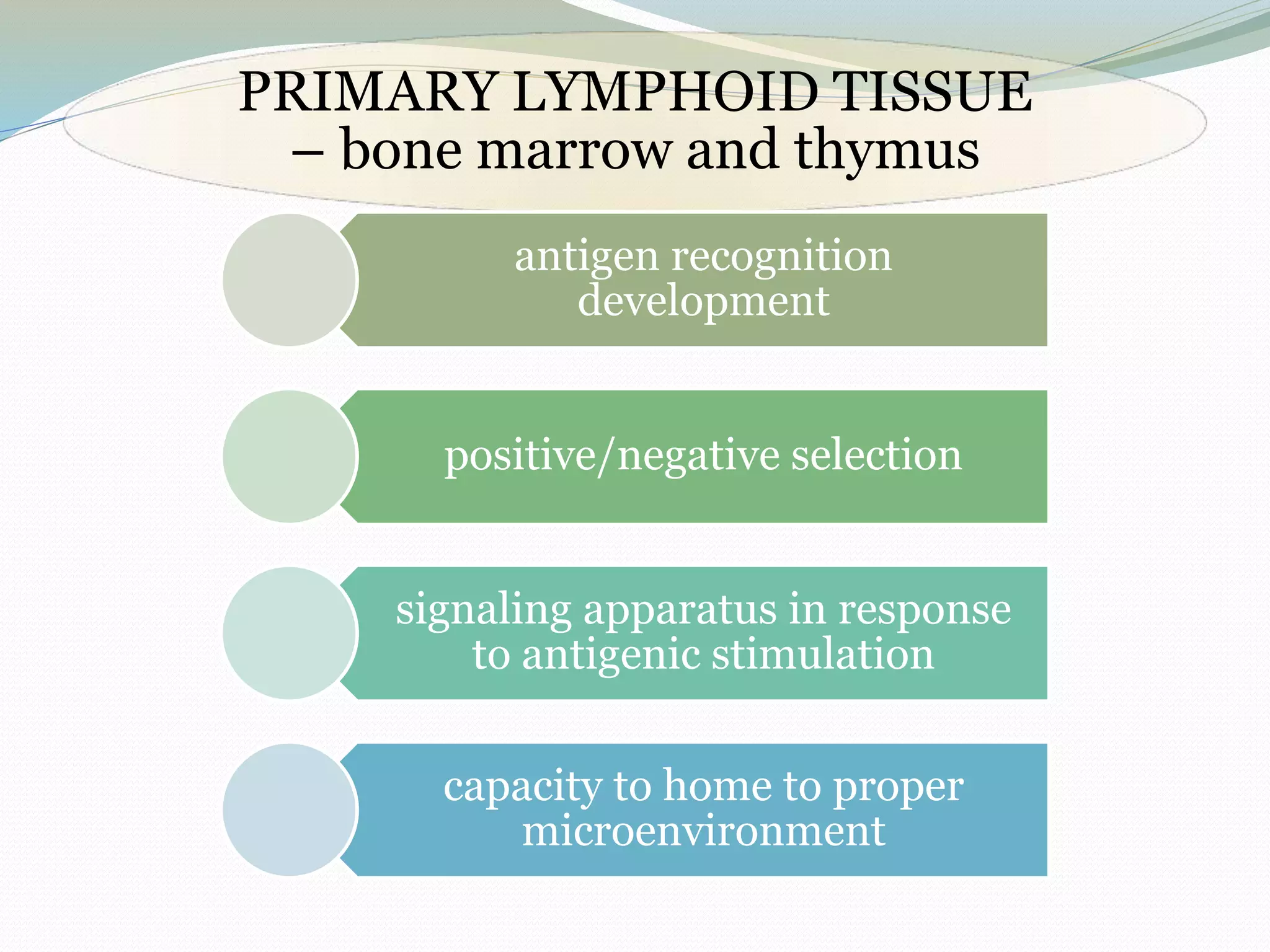 PRIMARY LYMPHOID TISSUE
– bone marrow and thymus
antigen recognition
development
positive/negative selection
signaling apparatus in response
to antigenic stimulation
capacity to home to proper
microenvironment
 