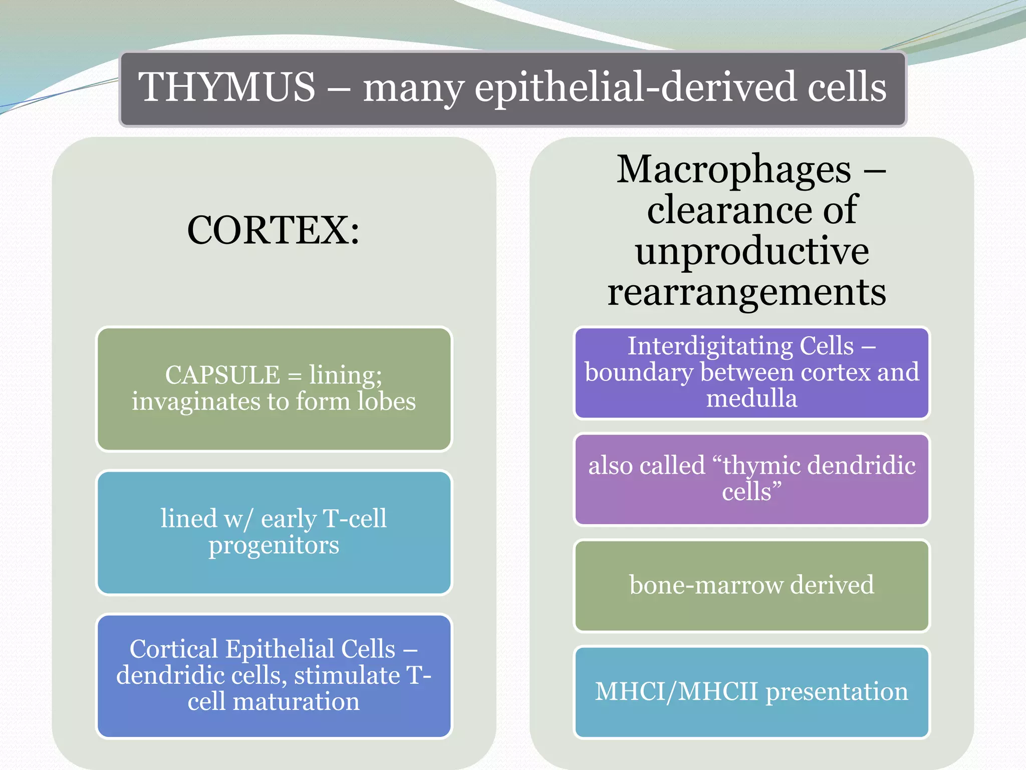 THYMUS – many epithelial-derived cells
CORTEX:
CAPSULE = lining;
invaginates to form lobes
lined w/ early T-cell
progenitors
Cortical Epithelial Cells –
dendridic cells, stimulate T-
cell maturation
Macrophages –
clearance of
unproductive
rearrangements
Interdigitating Cells –
boundary between cortex and
medulla
also called “thymic dendridic
cells”
bone-marrow derived
MHCI/MHCII presentation
 