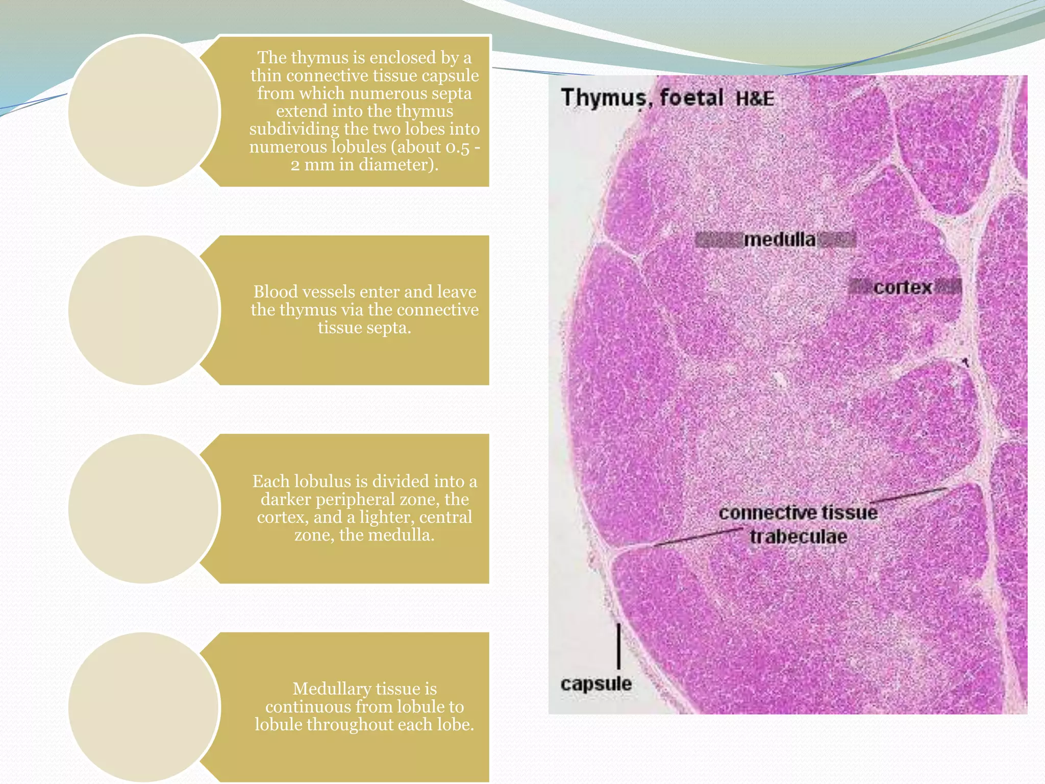 The thymus is enclosed by a
thin connective tissue capsule
from which numerous septa
extend into the thymus
subdividing the two lobes into
numerous lobules (about 0.5 -
2 mm in diameter).
Blood vessels enter and leave
the thymus via the connective
tissue septa.
Each lobulus is divided into a
darker peripheral zone, the
cortex, and a lighter, central
zone, the medulla.
Medullary tissue is
continuous from lobule to
lobule throughout each lobe.
 