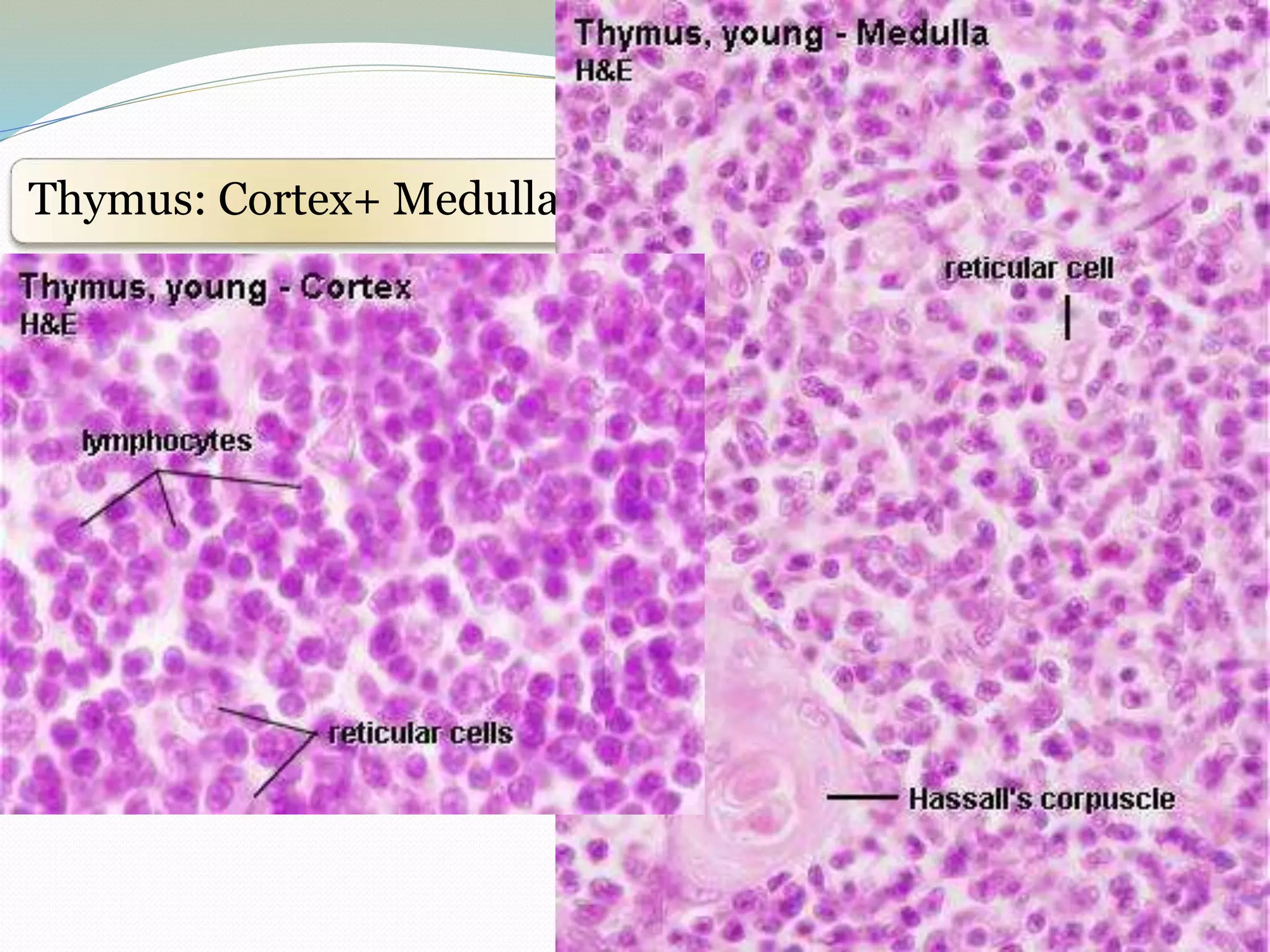 Thymus: Cortex+ Medulla
 