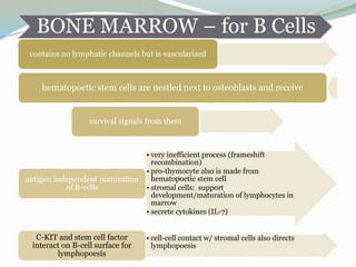 BONE MARROW – for B Cells
contains no lymphatic channels but is vascularized
hematopoetic stem cells are nestled next to osteoblasts and receive
survival signals from them
• very inefficient process (frameshift
recombination)
• pro-thymocyte also is made from
hematopoetic stem cell
• stromal cells: support
development/maturation of lymphocytes in
marrow
• secrete cytokines (IL-7)
antigen independent maturation
of B-cells
• cell-cell contact w/ stromal cells also directs
lymphopoesis
C-KIT and stem cell factor
interact on B-cell surface for
lymphopoesis
 