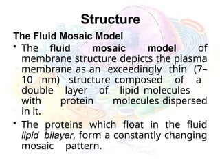 Structure
The Fluid Mosaic Model
• The fluid mosaic model of
membrane structure depicts the plasma
membrane as an exceedingly thin (7–
10 nm) structure composed of a
double layer of lipid molecules
with protein molecules dispersed
in it.
• The proteins which float in the fluid
lipid bilayer, form a constantly changing
mosaic pattern.
 