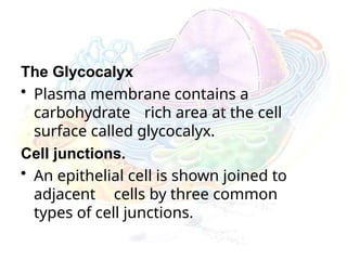 The Glycocalyx
• Plasma membrane contains a
carbohydrate rich area at the cell
surface called glycocalyx.
Cell junctions.
• An epithelial cell is shown joined to
adjacent cells by three common
types of cell junctions.
 