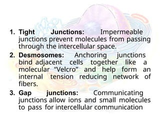 1. Tight Junctions: Impermeable
junctions prevent molecules from passing
through the intercellular space.
2. Desmosomes: Anchoring junctions
bind adjacent cells together like a
molecular “Velcro” and help form an
internal tension reducing network of
fibers.
3. Gap junctions: Communicating
junctions allow ions and small molecules
to pass for intercellular communication
 
