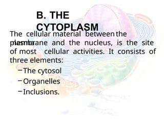 B. THE
CYTOPLASM
The cellular material between the
plasma
membrane and the nucleus, is the site
of most cellular activities. It consists of
three elements:
–The cytosol
–Organelles
–Inclusions.
 