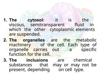 1. The cytosol: it is the
viscous, semitransparent fluid in
which the other cytoplasmic elements
are suspended.
2. The organelles are the metabolic
machinery of the cell. Each type of
organelle carries out a specific
function for the cell.
3. The inclusions are chemical
substances that may or may not be
present, depending on cell type.
 