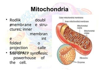 Mitochondria
• Rodlik
e
doubl
e
,membrane stru-
ctures; inner
membran
int
o
calle
d
e
folded
projection
s cristae.
• Site of ATP synthesis;
powerhouse of
the cell.
 