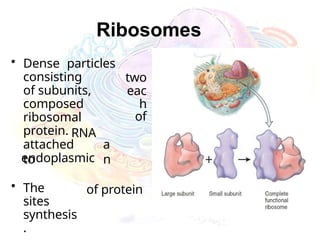 Ribosomes
particles
• Dense
consisting
of subunits,
composed
ribosomal
protein.
attached
to
two
eac
h
of
RNA
a
n
endoplasmic
of protein
• The
sites
synthesis
.
 