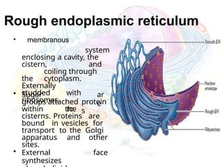 Rough endoplasmic reticulum
• membranous
system
enclosing a cavity, the
cistern, and
coiling through
the cytoplasm.
Externally
studded with
ribosomes.
ar
e
• Sugar
groups attached
to
protein
s
within the
cisterns. Proteins are
bound in vesicles for
transport to the Golgi
apparatus and other
sites.
• External face
synthesizes
 