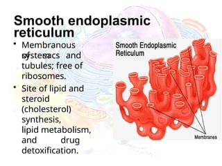 Smooth endoplasmic
reticulum
• Membranous
system
of sacs and
tubules; free of
ribosomes.
• Site of lipid and
steroid
(cholesterol)
synthesis,
lipid metabolism,
and drug
detoxification.
 
