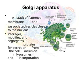 Golgi apparatus
•
A stack of flattened
membrane and
sassociatedvesicles close
to the nucleus.
• Packages,
modifies, and
segregates
proteins
for secretion from
the cell, inclusion
in lysosomes,
and incorporation
 