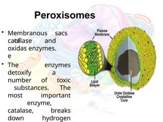 Peroxisomes
• Membranous sacs
of
catalase and
oxidas enzymes.
e
• The enzymes
detoxify a
number of toxic
substances. The
most important
enzyme,
catalase, breaks
down hydrogen
 