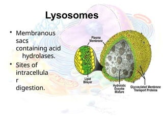Lysosomes
• Membranous
sacs
containing acid
hydrolases.
• Sites of
intracellula
r
digestion.
 