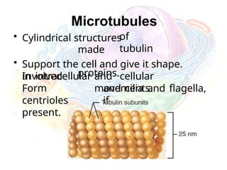 Microtubules
of
tubulin
• Cylindrical structures
made
proteins.
• Support the cell and give it shape.
Involved and cellular
movements.
and cilia and flagella,
if
in intracellular
Form
centrioles
present.
 