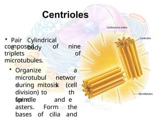 Centrioles
• Pair
e
Cylindrical
body
composed of nine
triplets of
microtubules.
• Organize
microtubul
e
a
networ
k
during mitosis
division) to
form
(cell
th
e
spindle and
asters. Form the
bases of cilia and
 