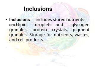 Inclusions
• Inclusions includes stored nutrients
such
as lipid droplets and glycogen
granules, protein crystals, pigment
granules. Storage for nutrients, wastes,
and cell products.
 