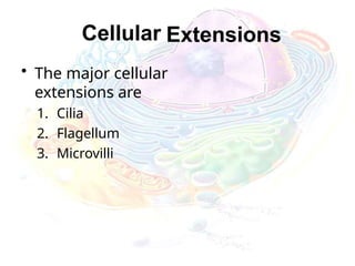 Cellular Extensions
• The major cellular
extensions are
1. Cilia
2. Flagellum
3. Microvilli
 