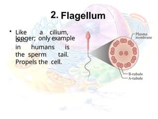 2. Flagellum
• Like a cilium,
but
longer; only example
in humans is
the sperm tail.
Propels the cell.
 
