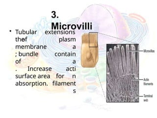 3.
Microvilli
• Tubular extensions
of
the
membrane
; bundle
of
plasm
a
contain
a
acti
n
filament
s
. Increase
surface area for
absorption.
 