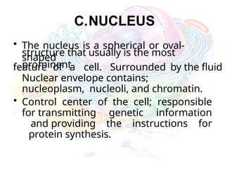 C.NUCLEUS
• The nucleus is a spherical or oval-
shaped
structure that usually is the most
prominent
feature of a cell. Surrounded by the fluid
Nuclear envelope contains;
nucleoplasm, nucleoli, and chromatin.
• Control center of the cell; responsible
for transmitting genetic information
and providing the instructions for
protein synthesis.
 