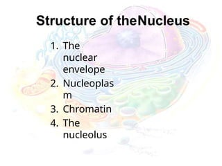 Structure of theNucleus
1. The
nuclear
envelope
2. Nucleoplas
m
3. Chromatin
4. The
nucleolus
 