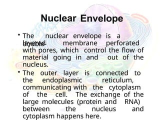 Nuclear Envelope
• The nuclear envelope is a
double-
layered membrane perforated
with pores, which control the flow of
material going in and out of the
nucleus.
• The outer layer is connected to
the endoplasmic reticulum,
communicating with the cytoplasm
of the cell. The exchange of the
large molecules (protein and RNA)
between the nucleus and
cytoplasm happens here.
 