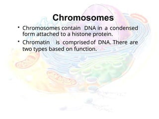 Chromosomes
• Chromosomes contain DNA in a condensed
form attached to a histone protein.
• Chromatin is comprisedof DNA. There are
two types based on function.
 
