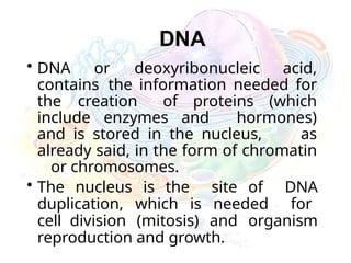 DNA
• DNA or deoxyribonucleic acid,
contains the information needed for
the creation of proteins (which
include enzymes and hormones)
and is stored in the nucleus, as
already said, in the form of chromatin
or chromosomes.
• The nucleus is the site of DNA
duplication, which is needed for
cell division (mitosis) and organism
reproduction and growth.
 