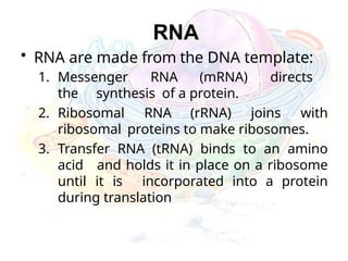 RNA
• RNA are made from the DNA template:
1. Messenger RNA (mRNA) directs
the synthesis of a protein.
2. Ribosomal RNA (rRNA) joins with
ribosomal proteins to make ribosomes.
3. Transfer RNA (tRNA) binds to an amino
acid and holds it in place on a ribosome
until it is incorporated into a protein
during translation
 