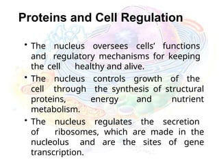Proteins and Cell Regulation
• The nucleus oversees cells’ functions
and regulatory mechanisms for keeping
the cell healthy and alive.
• The nucleus controls growth of the
cell through the synthesis of structural
proteins, energy and nutrient
metabolism.
• The nucleus regulates the secretion
of ribosomes, which are made in the
nucleolus and are the sites of gene
transcription.
 