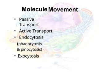 MoleculeMovement
• Passive
Transport
• Active Transport
• Endocytosis
(phagocytosis
& pinocytosis)
• Exocytosis
 