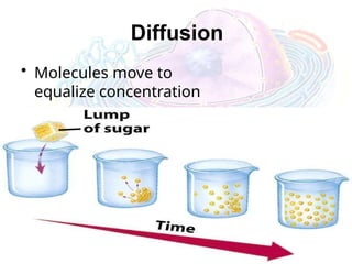 Diffusion
• Molecules move to
equalize concentration
 