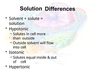 Solution Differences
• Solvent + solute =
solution
• Hypotonic
– Solutes in cell more
than outside
– Outside solvent will flow
into cell
• Isotonic
– Solutes equal inside & out
of cell
• Hypertonic
 