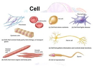 Cell
diversity
 
