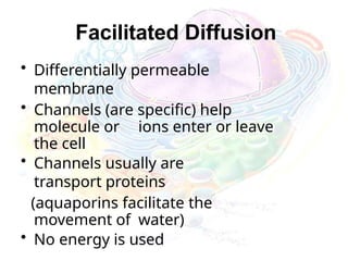 Facilitated Diffusion
• Differentially permeable
membrane
• Channels (are specific) help
molecule or ions enter or leave
the cell
• Channels usually are
transport proteins
(aquaporins facilitate the
movement of water)
• No energy is used
 