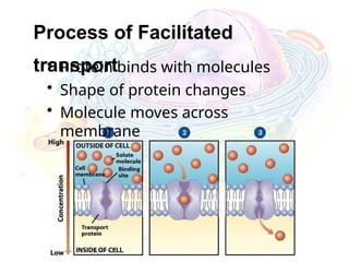 Process of Facilitated
transport
• Protein binds with molecules
• Shape of protein changes
• Molecule moves across
membrane
 