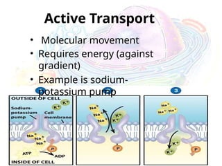 Active Transport
• Molecular movement
• Requires energy (against
gradient)
• Example is sodium-
potassium pump
 