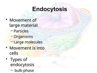 Endocytosis
• Movement of
large material
– Particles
– Organisms
– Large molecules
• Movement is into
cells
• Types of
endocytosis
– bulk-phase
 