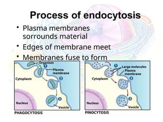 Process of endocytosis
• Plasma membranes
sorrounds material
• Edges of membrane meet
• Membranes fuse to form
vesicle
 