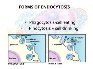 FORMS OF ENDOCYTOSIS
• Phagocytosis-cell eating
• Pinocytosis – cell drinking
 