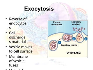 Exocytosis
• Reverse of
endocytosi
s
• Cell
discharge
s material
• Vesicle moves
to cell surface
• Membrane
of vesicle
fuses
 
