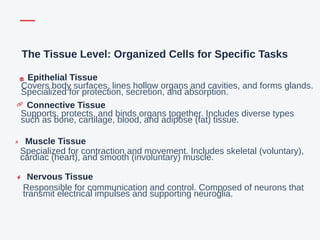 The Tissue Level: Organized Cells for Specific Tasks
Epithelial Tissue
Covers body surfaces, lines hollow organs and cavities, and forms glands.
Specialized for protection, secretion, and absorption.
Connective Tissue
Supports, protects, and binds organs together. Includes diverse types
such as bone, cartilage, blood, and adipose (fat) tissue.
Muscle Tissue
Specialized for contraction and movement. Includes skeletal (voluntary),
cardiac (heart), and smooth (involuntary) muscle.
Nervous Tissue
Responsible for communication and control. Composed of neurons that
transmit electrical impulses and supporting neuroglia.
 