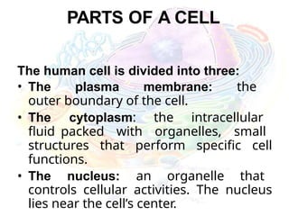 PARTS OF A CELL
The human cell is divided into three:
• The plasma membrane: the
outer boundary of the cell.
• The cytoplasm: the intracellular
fluid packed with organelles, small
structures that perform specific cell
functions.
• The nucleus: an organelle that
controls cellular activities. The nucleus
lies near the cell’s center.
 