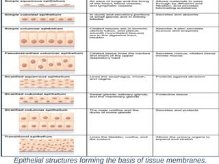 Epithelial structures forming the basis of tissue membranes.
 