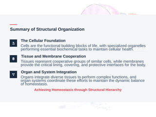 Summary of Structural Organization
The Cellular Foundation
Cells are the functional building blocks of life, with specialized organelles
performing essential biochemical tasks to maintain cellular health.
Tissue and Membrane Cooperation
Tissues represent cooperative groups of similar cells, while membranes
provide the critical lining, covering, and protective interfaces for the body.
Organ and System Integration
Organs integrate diverse tissues to perform complex functions, and
organ systems coordinate these efforts to maintain the dynamic balance
of homeostasis.
Achieving Homeostasis through Structural Hierarchy
 